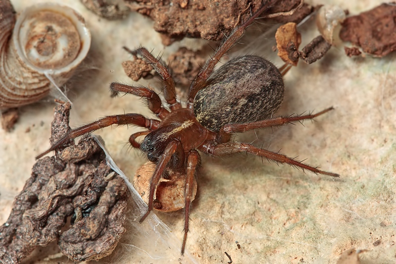 Femmina di Lycosoides coarctata (Agelenidae) - Malta